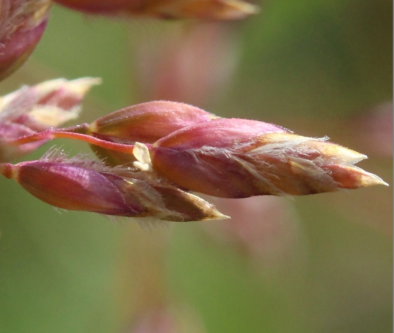 Image of Poa alpina specimen.