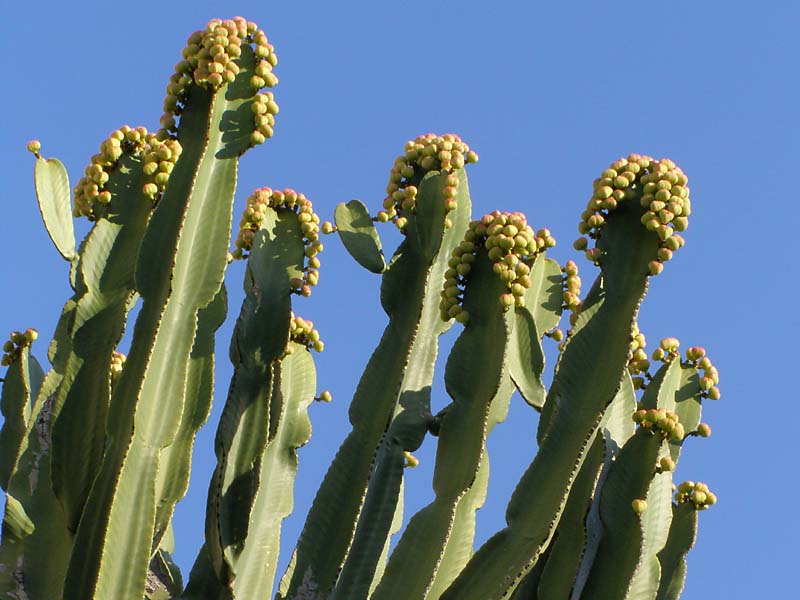 Image of Euphorbia ingens specimen.