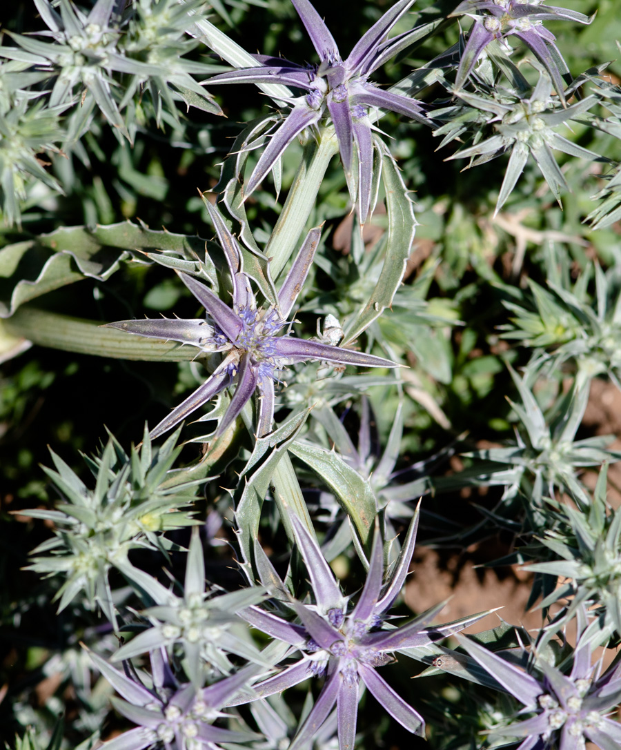 Image of Eryngium pusillum specimen.