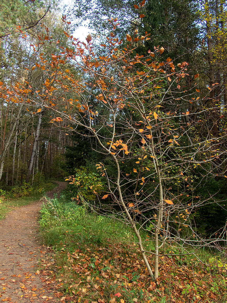 Image of genus Crataegus specimen.