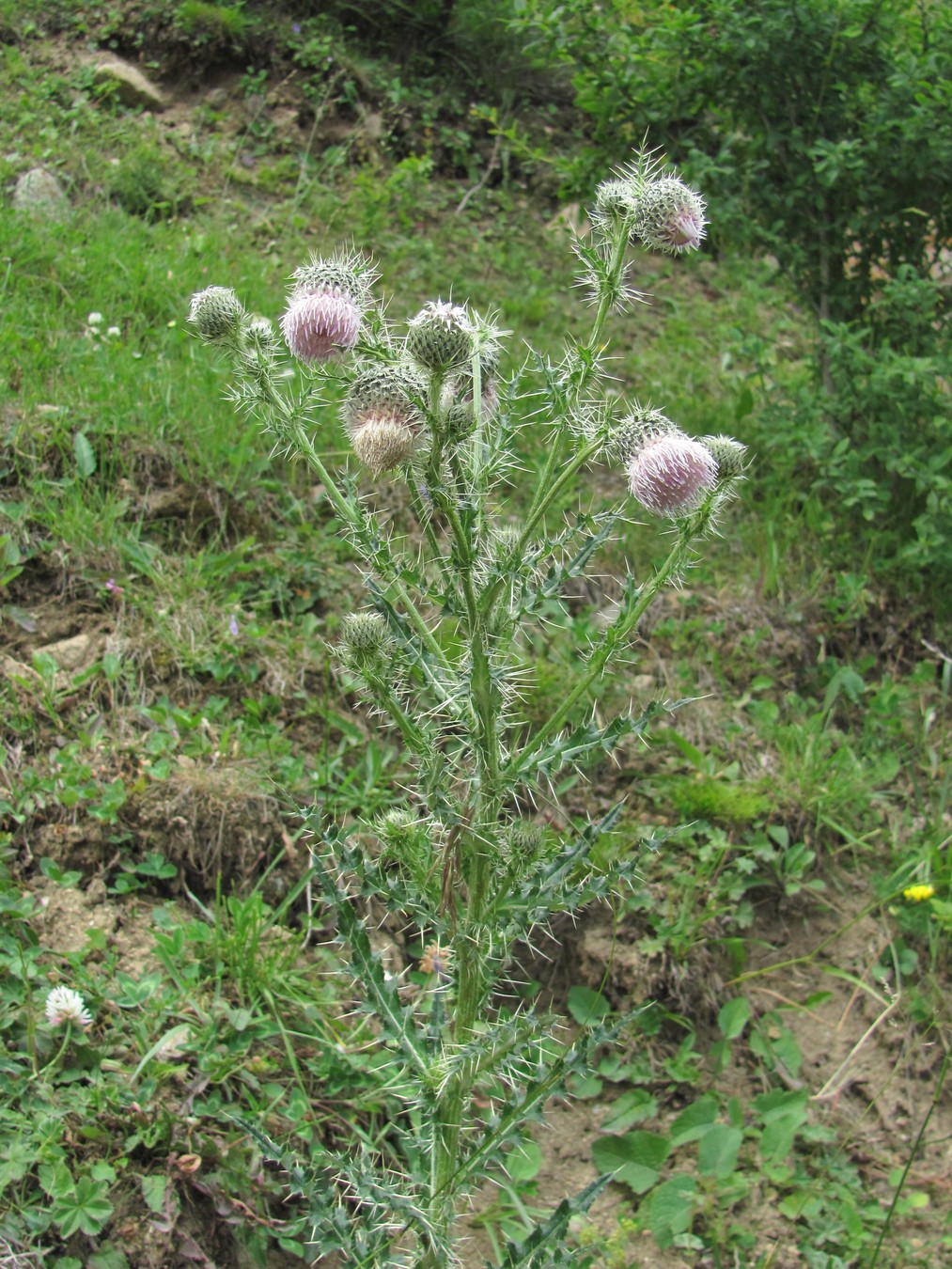 Image of Cirsium echinus specimen.