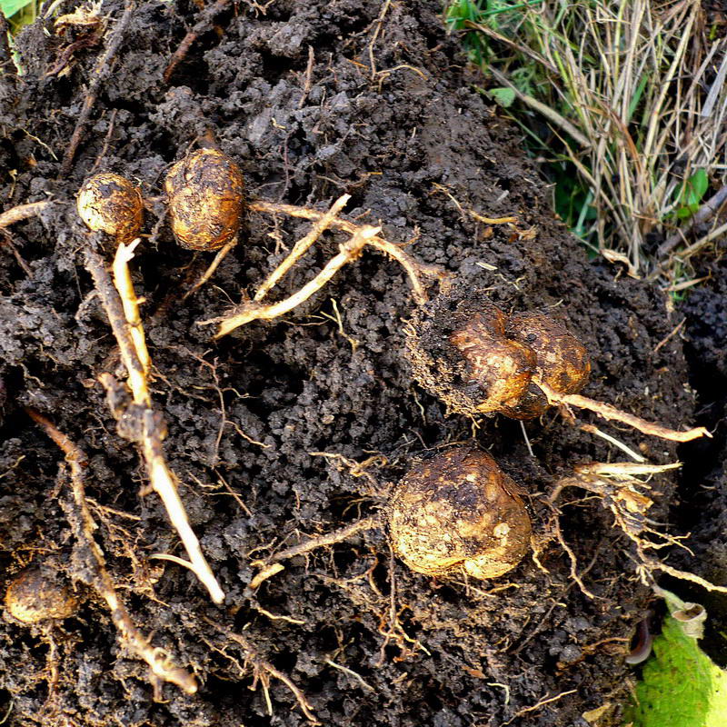 Изображение особи Phlomoides tuberosa.