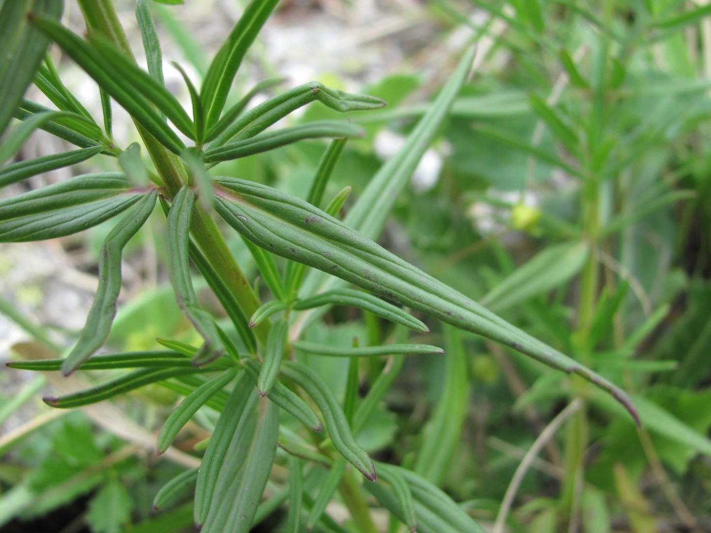 Image of Dracocephalum ruyschiana specimen.