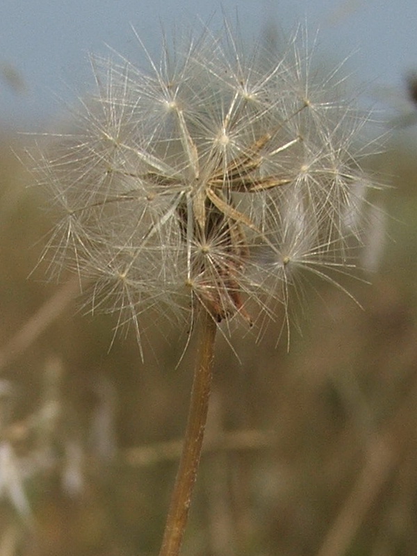 Image of Taraxacum salsum specimen.