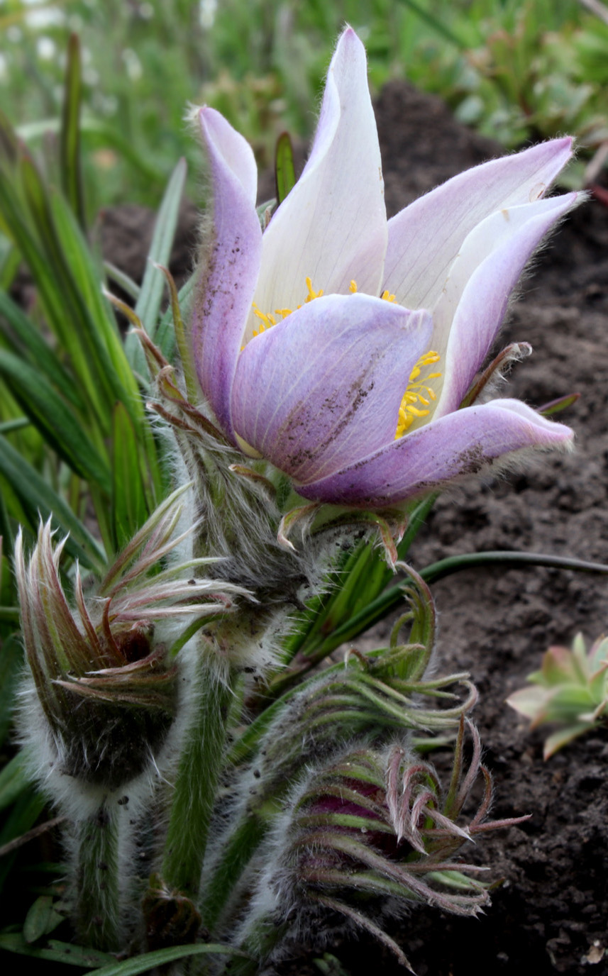 Image of Pulsatilla multifida specimen.