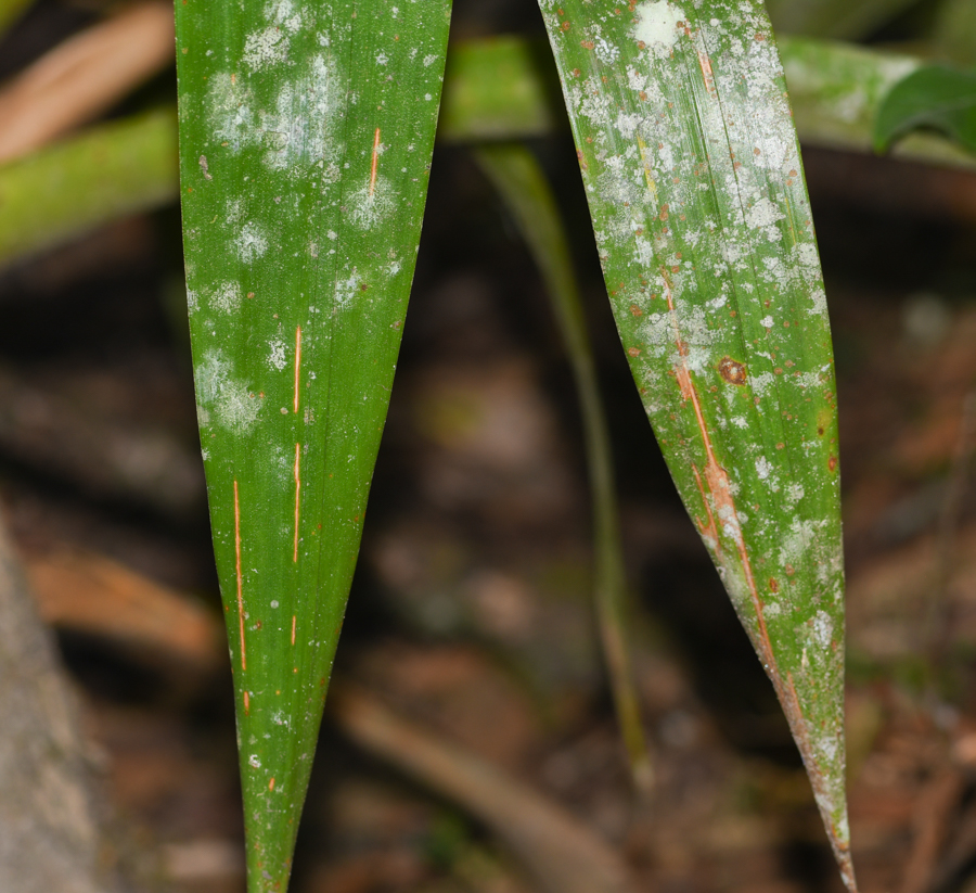 Image of Tillandsia fendleri specimen.