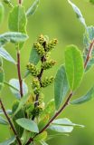 Myrica tomentosa