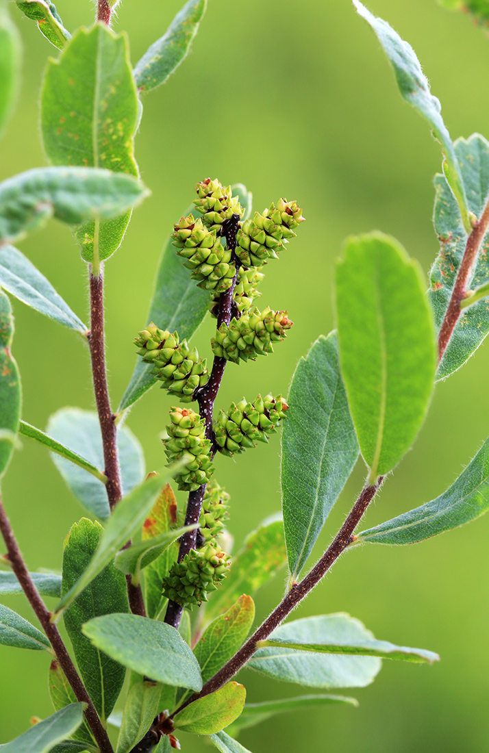 Image of Myrica tomentosa specimen.