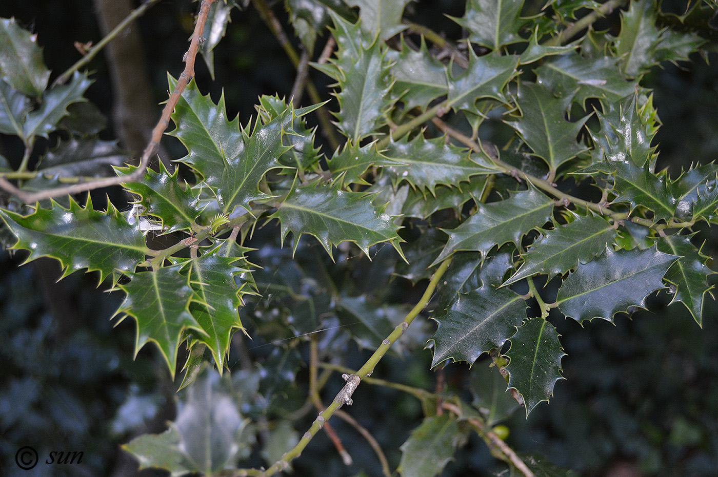 Image of Ilex aquifolium specimen.