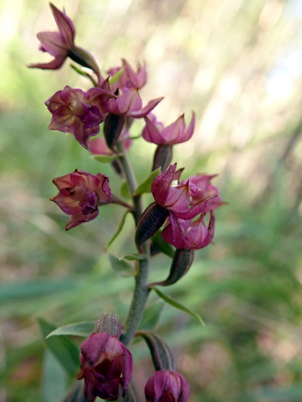 Изображение особи Epipactis atrorubens.