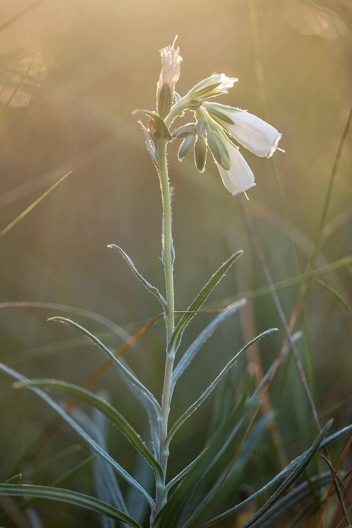 Image of Onosma tanaitica specimen.