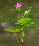 Image of taxon representative. Author is Юрий Пирогов