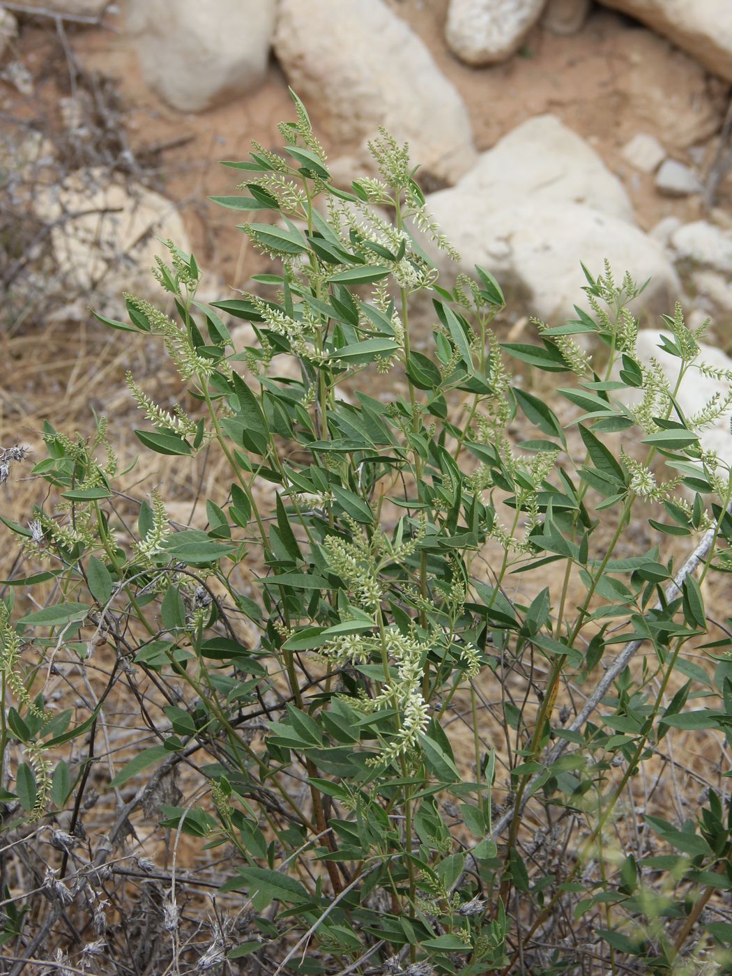 Image of Meristotropis bucharica specimen.