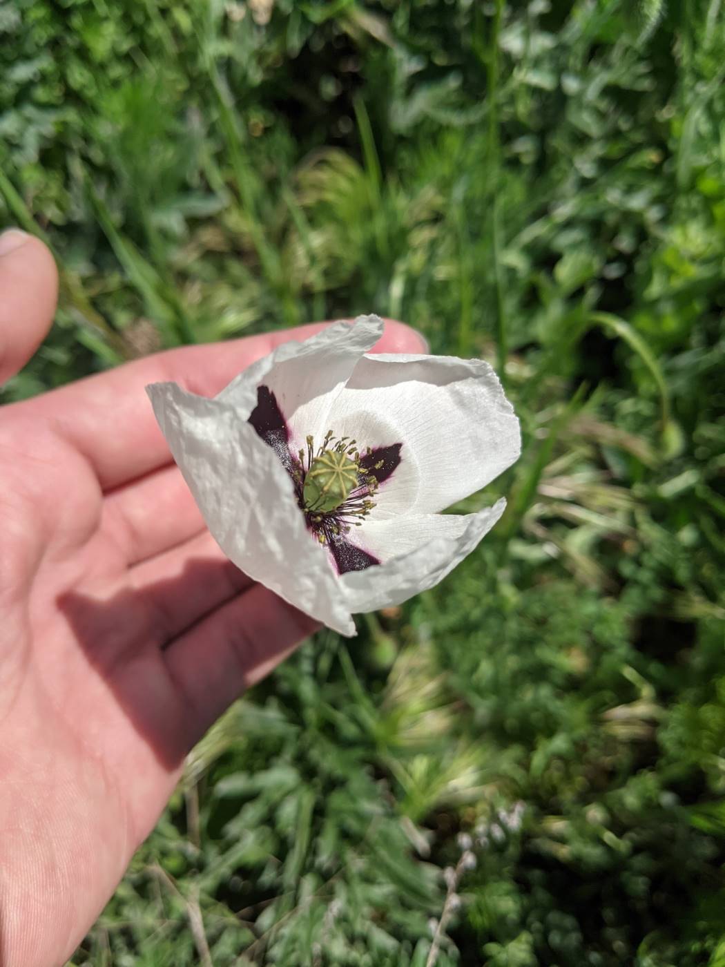 Изображение особи род Papaver.