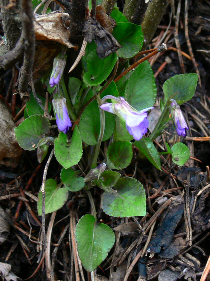 Image of Viola rupestris specimen.