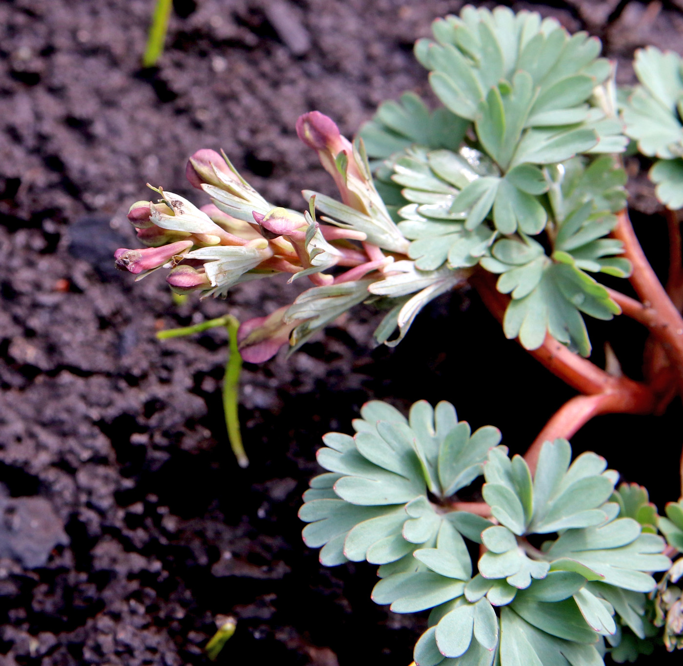 Image of genus Corydalis specimen.