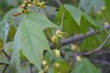 Acer platanoides