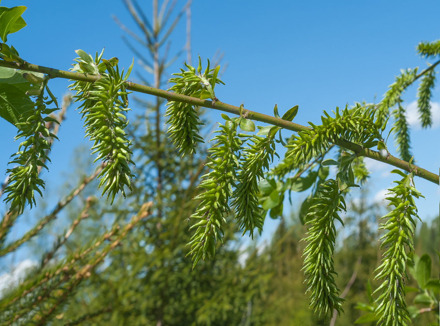 Image of genus Salix specimen.