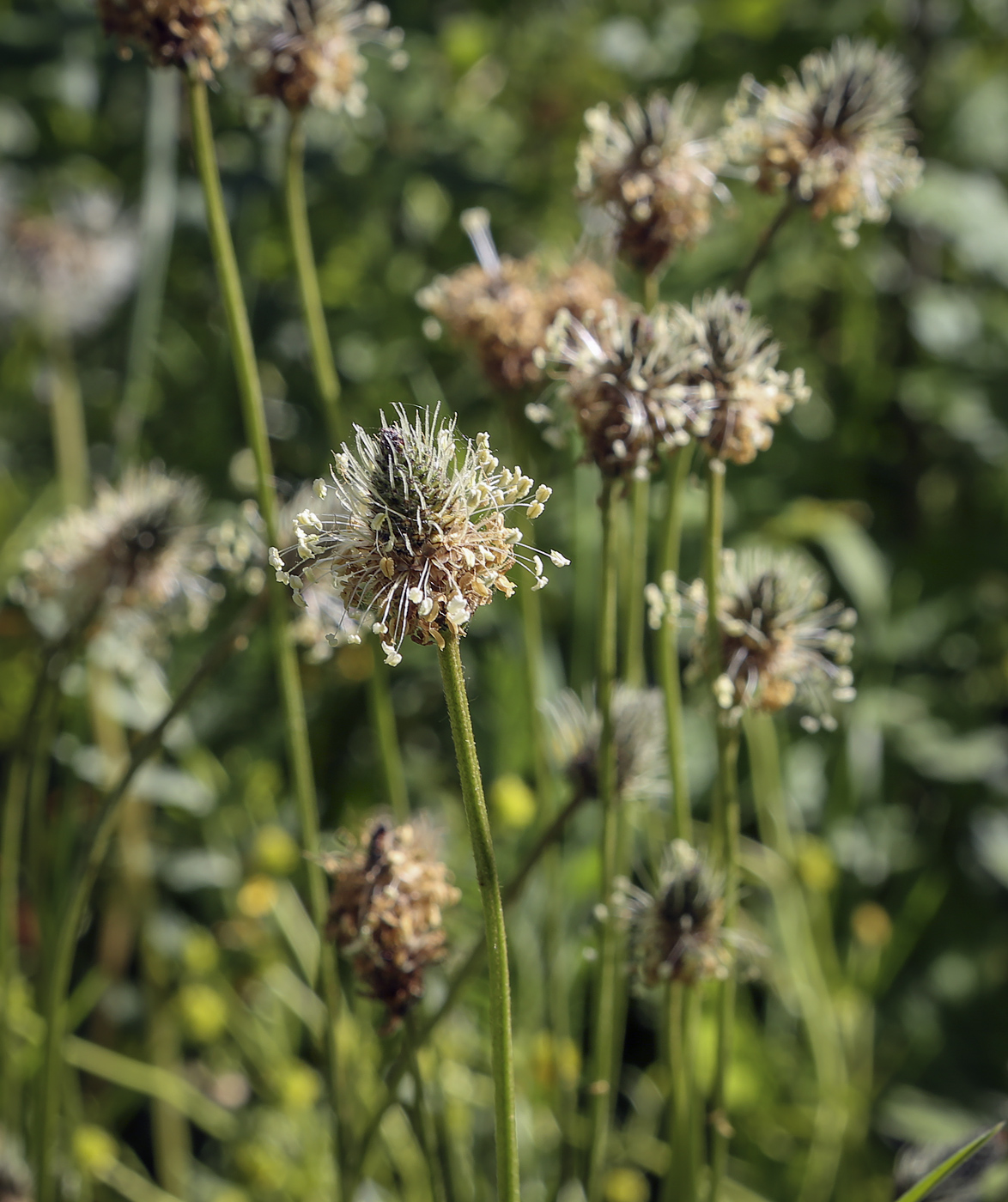 Изображение особи Plantago lanceolata.