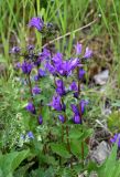 Campanula trautvetteri