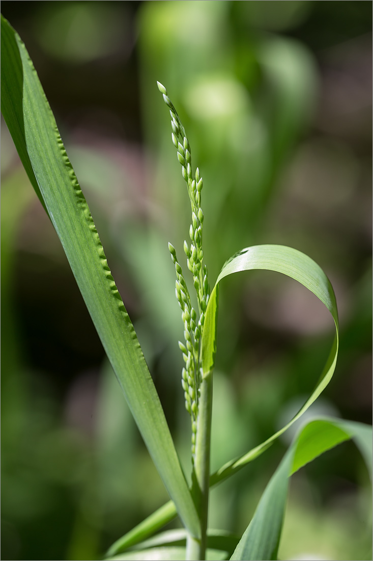 Изображение особи Milium effusum.