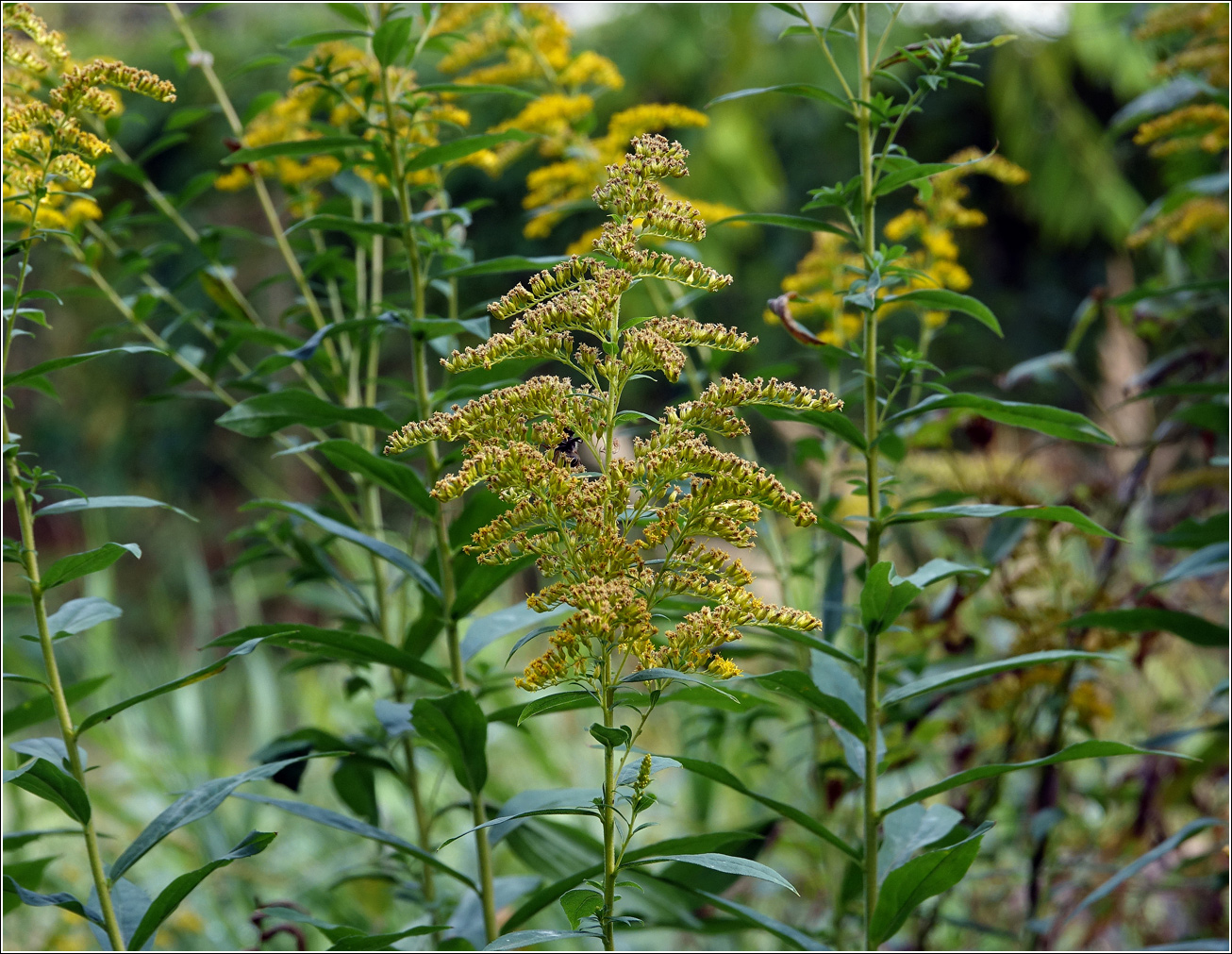 Изображение особи Solidago canadensis.