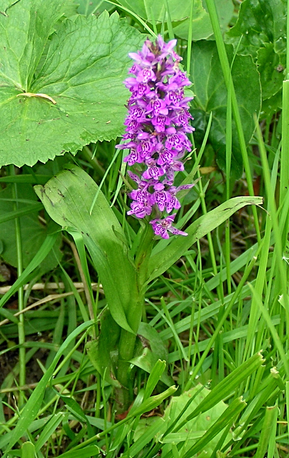 Image of Dactylorhiza sibirica specimen.