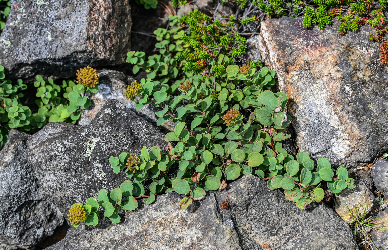 Image of Spiraea beauverdiana specimen.