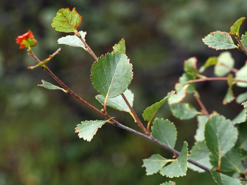 Image of Betula &times; alpestris specimen.