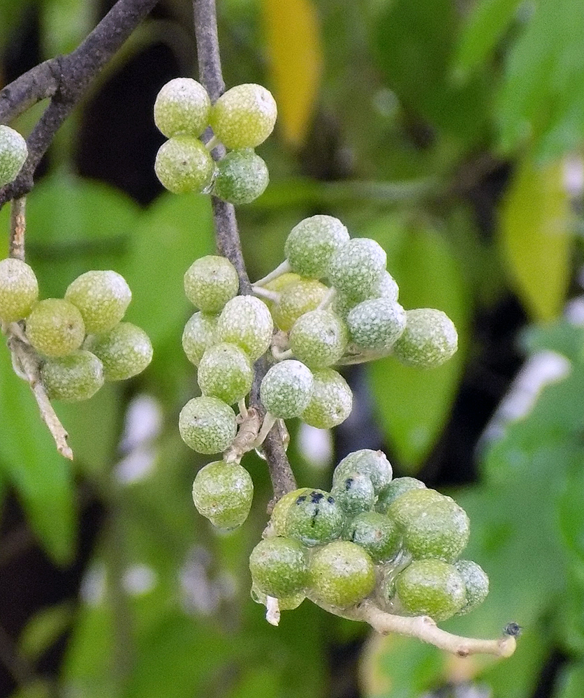 Image of Elaeagnus umbellata specimen.