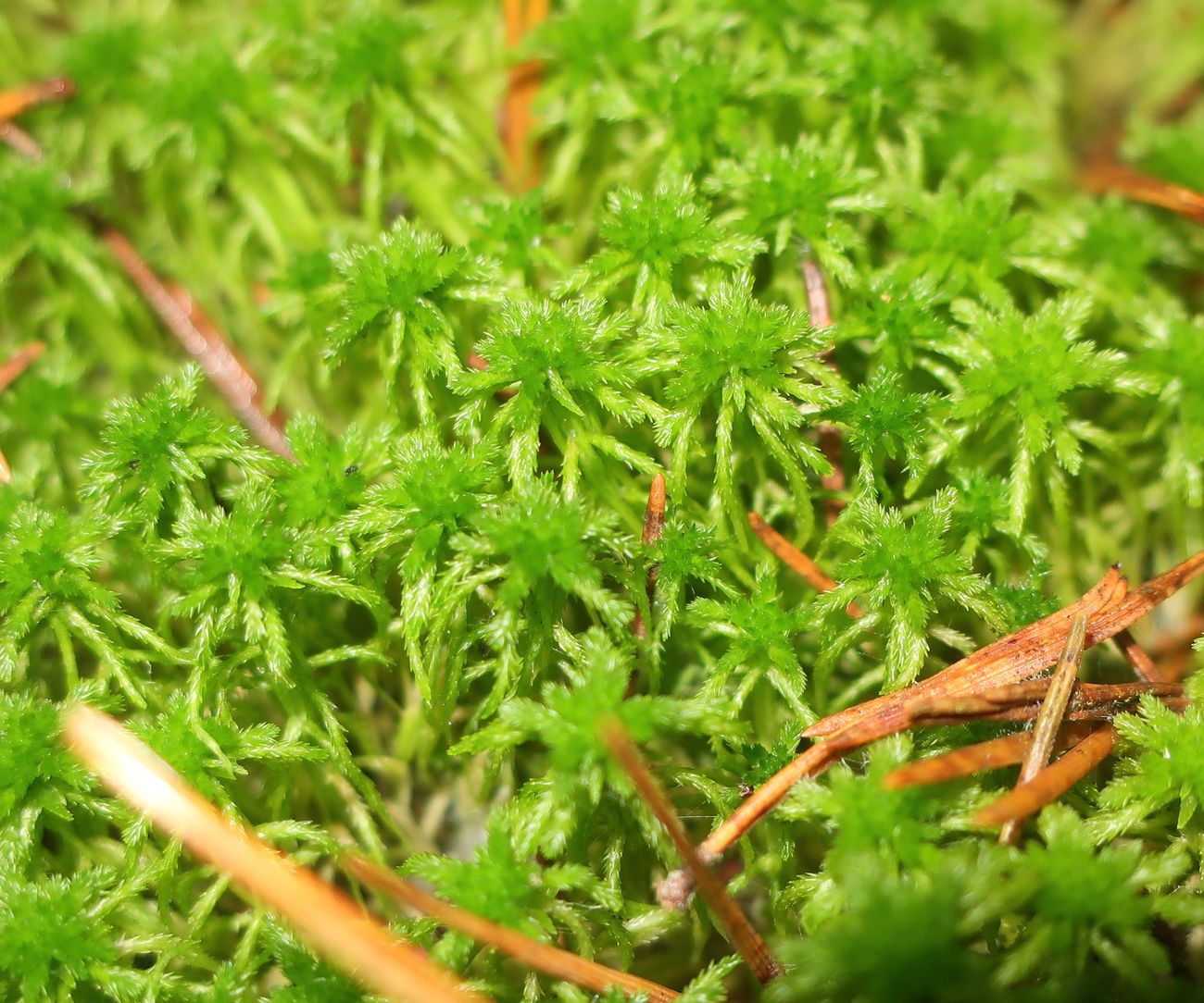 Image of genus Sphagnum specimen.