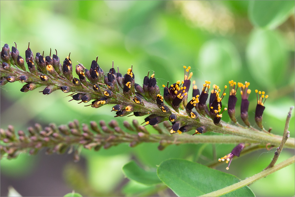 Image of Amorpha fruticosa specimen.