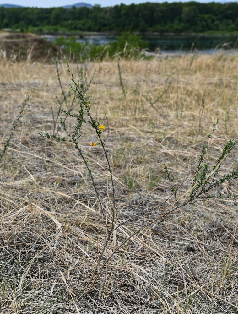 Image of Caragana pygmaea specimen.