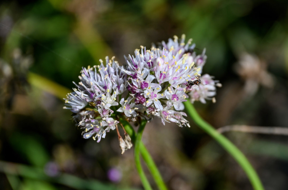 Изображение особи Allium denudatum.