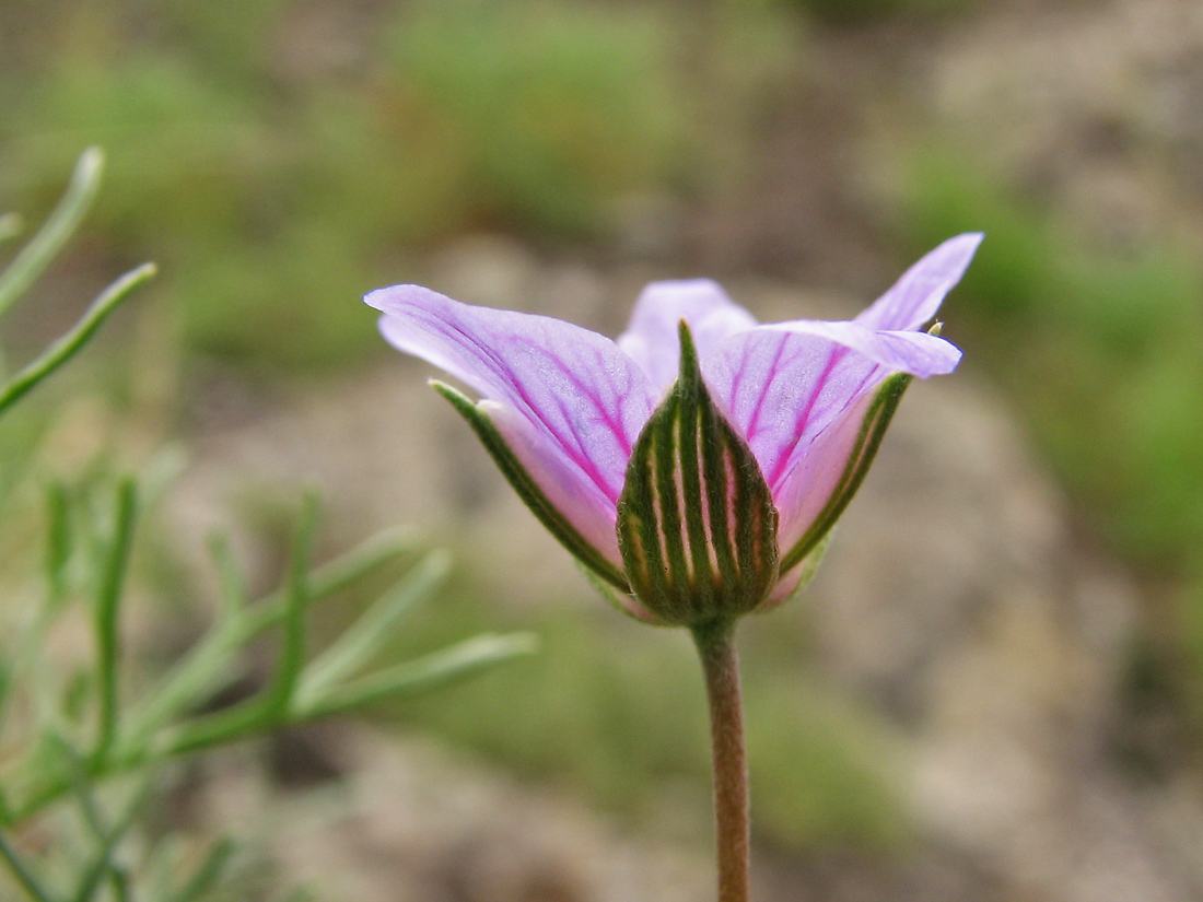 Изображение особи Erodium beketowii.