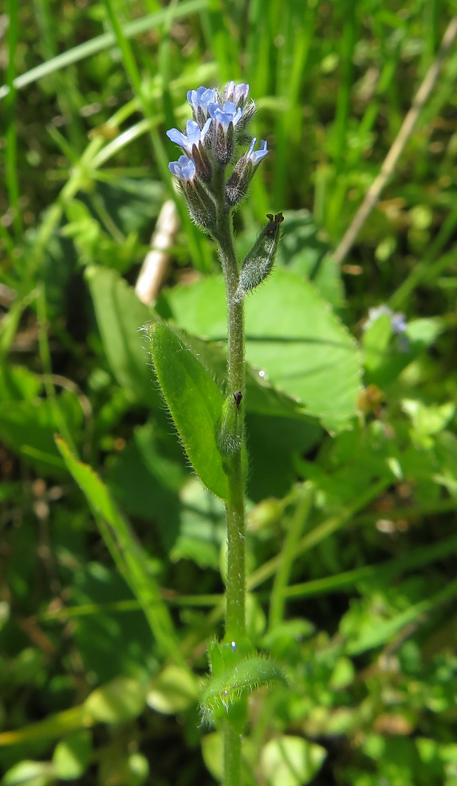 Image of Myosotis micrantha specimen.