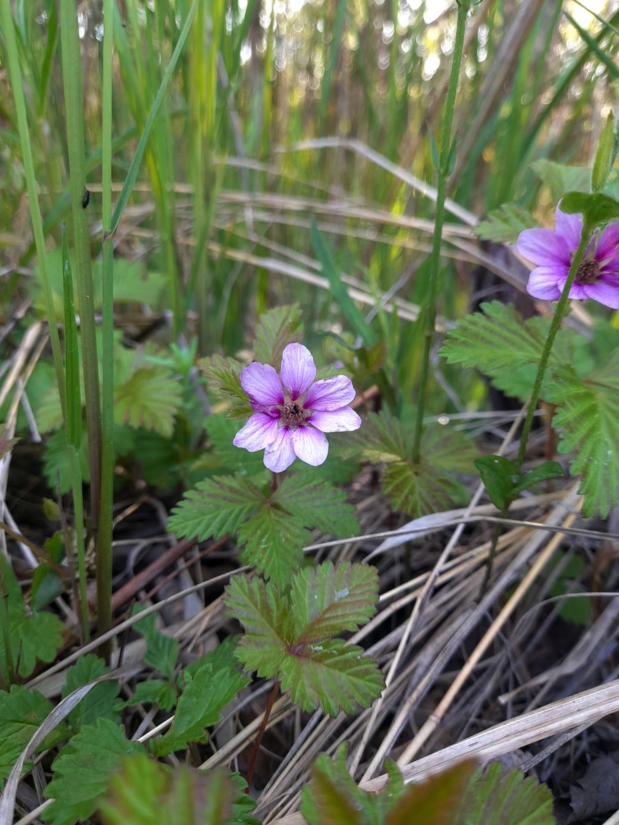 Image of Rubus arcticus specimen.