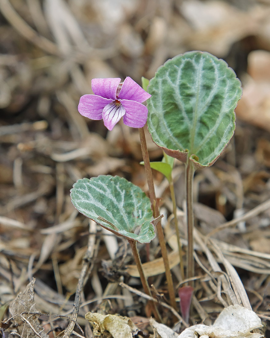 Image of Viola variegata specimen.