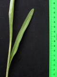 Dactylorhiza russowii