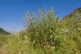 Cirsium buschianum