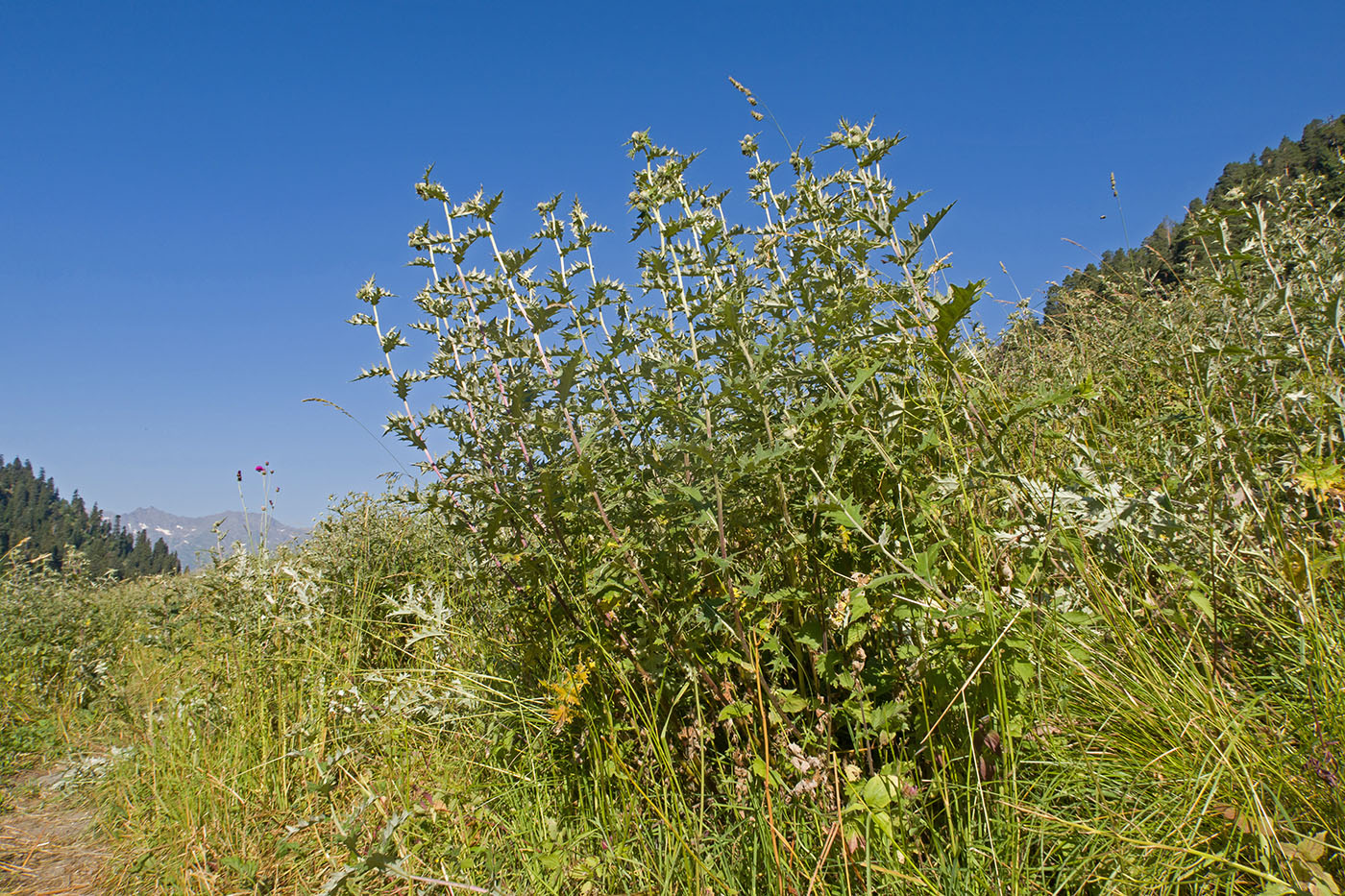 Изображение особи Cirsium buschianum.