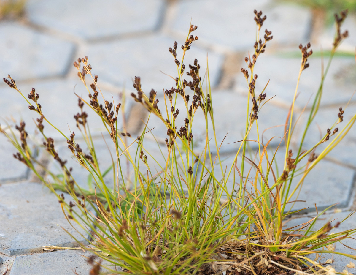 Image of Juncus gerardi specimen.