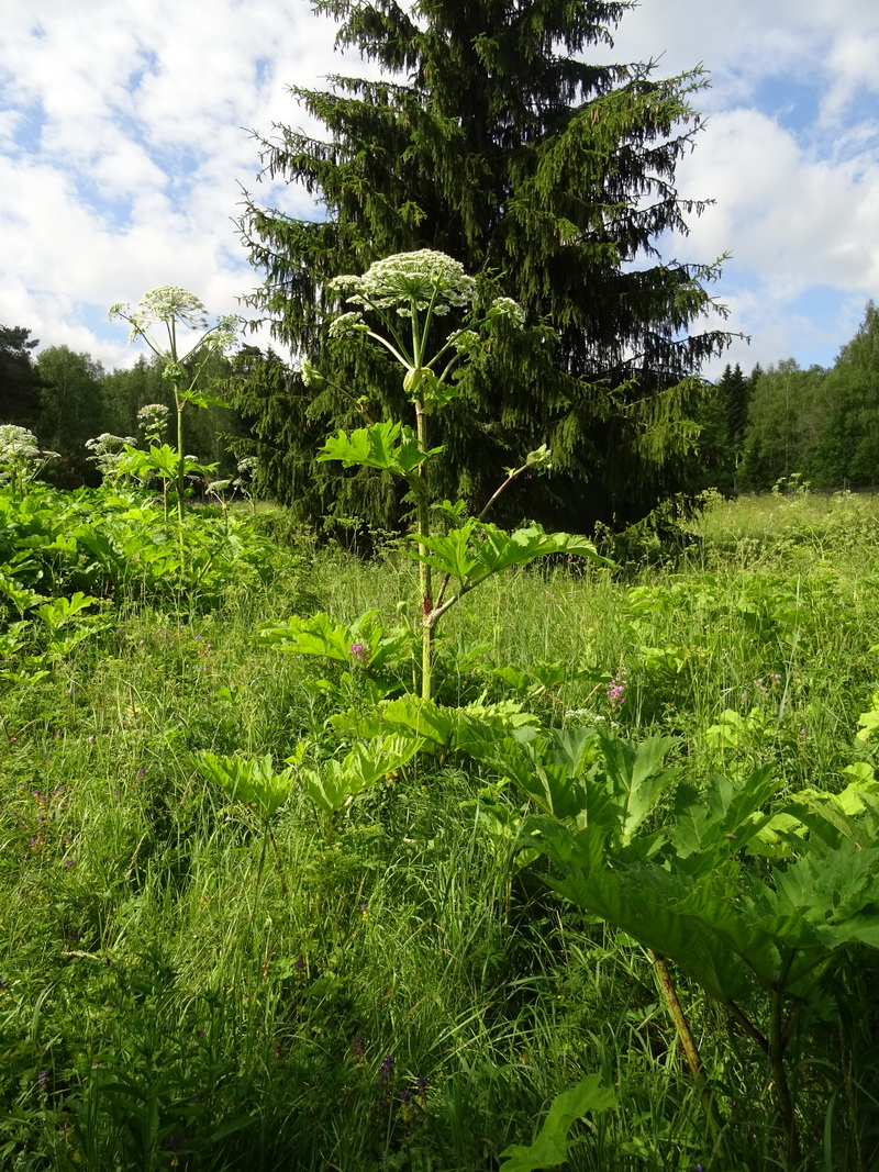 Image of Heracleum sosnowskyi specimen.