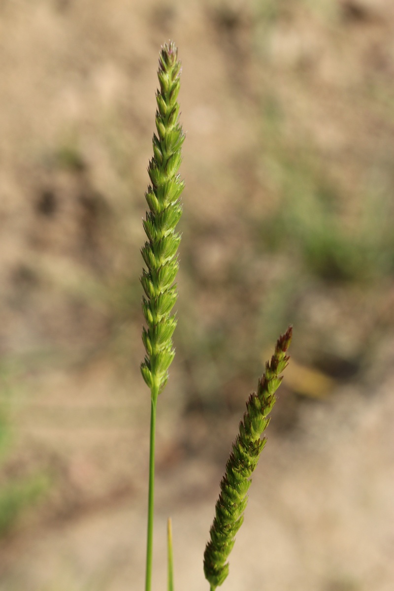 Image of Cynosurus cristatus specimen.