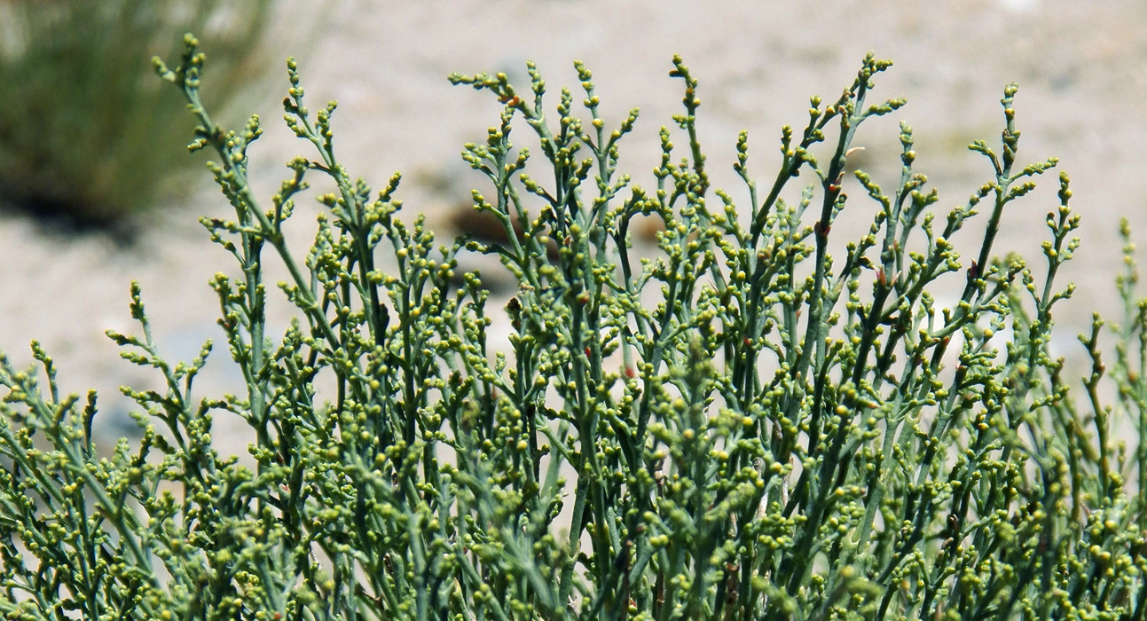 Изображение особи Anabasis turkestanica.