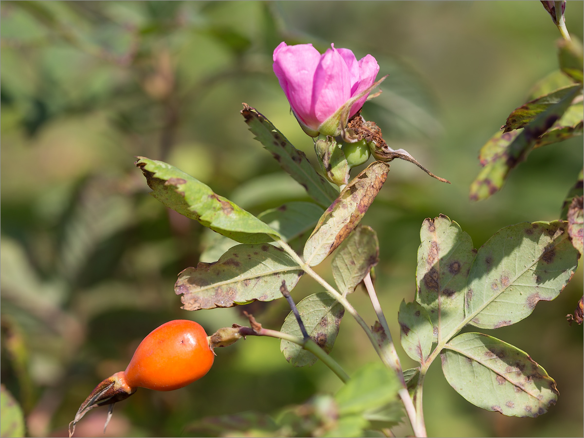 Image of genus Rosa specimen.