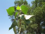 Populus afghanica