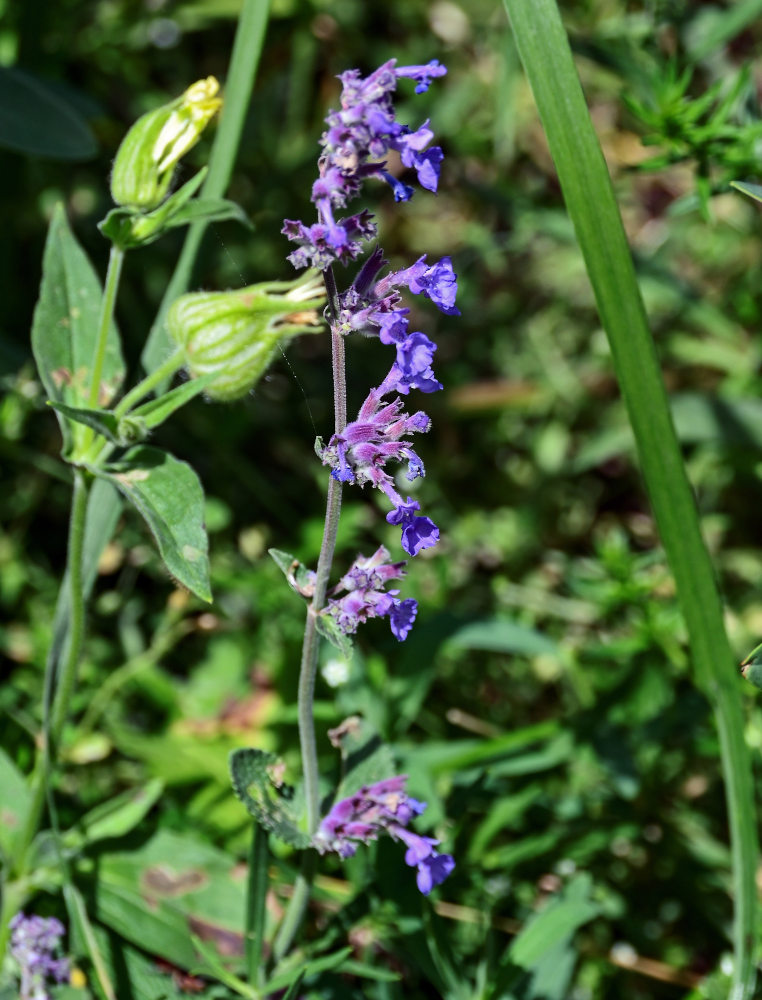 Image of Nepeta mussinii specimen.