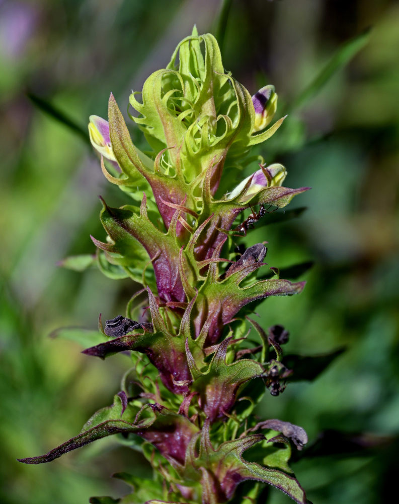 Изображение особи Melampyrum chlorostachyum.