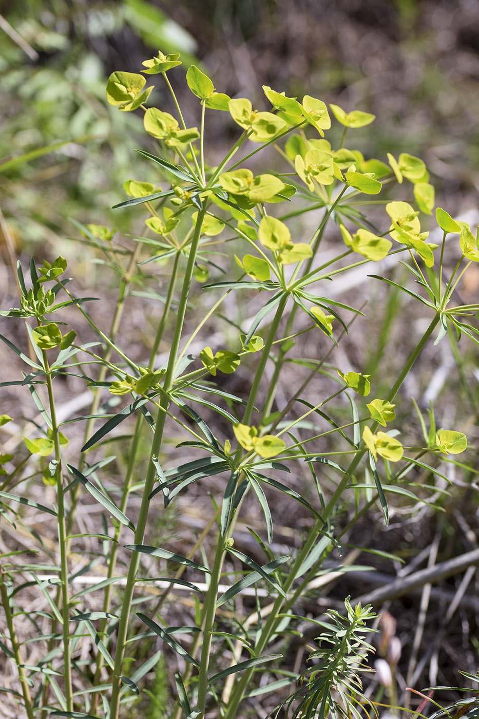 Image of Euphorbia biumbellata specimen.